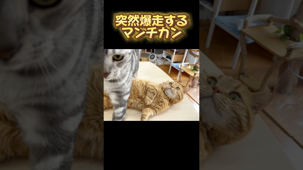 突然、爆走するマンチカン！ #猫 #マンチカン #shorts