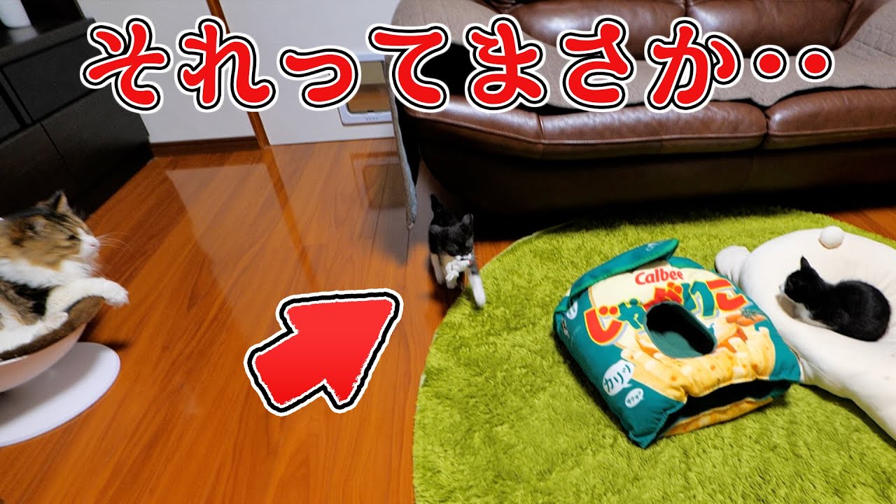 子猫のあずきが何かをくわて入って来た‼【仲良し子猫姉妹の成長記録】