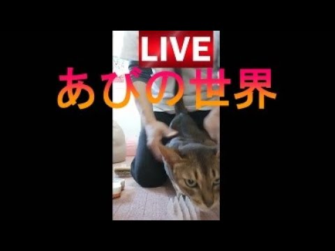 ネコ動画あび＃3602　あびの毎日　アビシニアン　あび