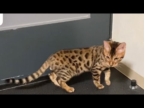 ベンガルとラパーマを札幌のキャットショーに出場の為遠征です。初めてのホテル宿泊に戸惑う猫