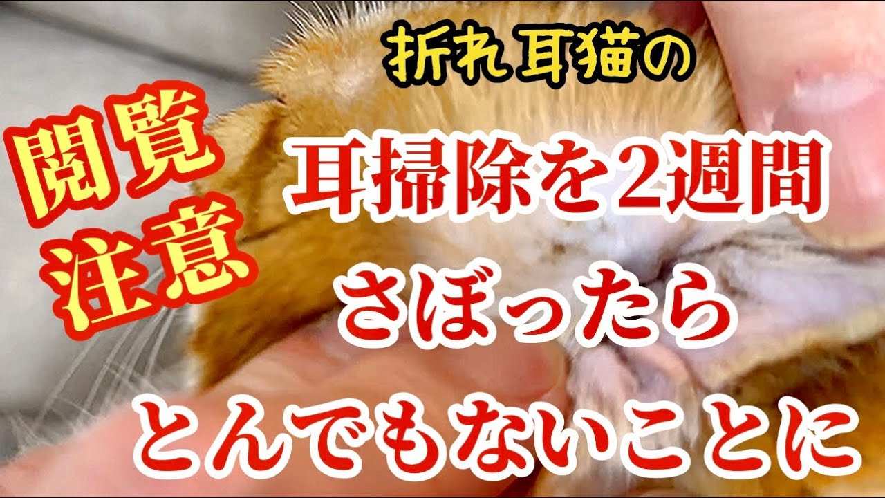 折れ耳スコティッシュフォールドの耳掃除をサボったらとんでもない汚れだった