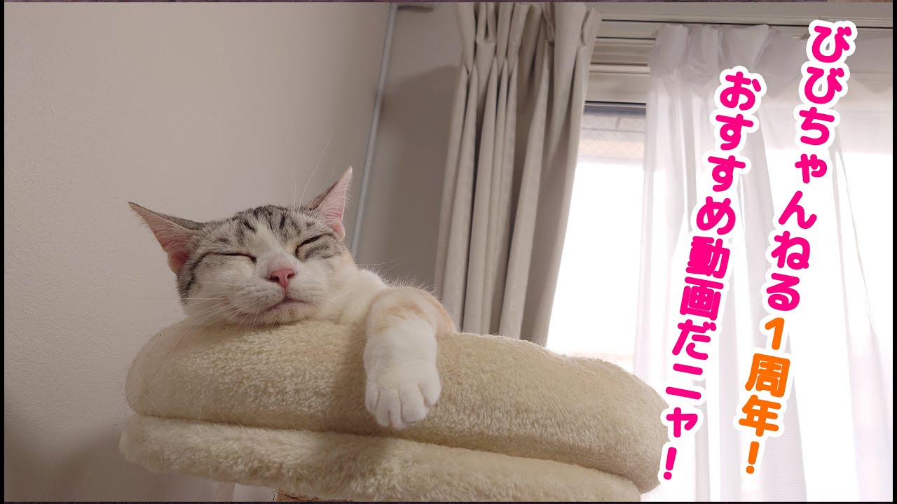 【三毛サバマンチカン】びびちゃんねる1周年！過去のおすすめ動画を紹介します。｜びびちゃんねる #うちの子が可愛すぎる #マンチカン #猫動画 #猫のいる暮らし