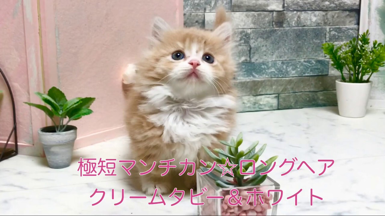 【ナナハチ’s ROOM】極短マンチカン☆ロングヘア  クリームタビー＆ホワイトの女の子  20190717