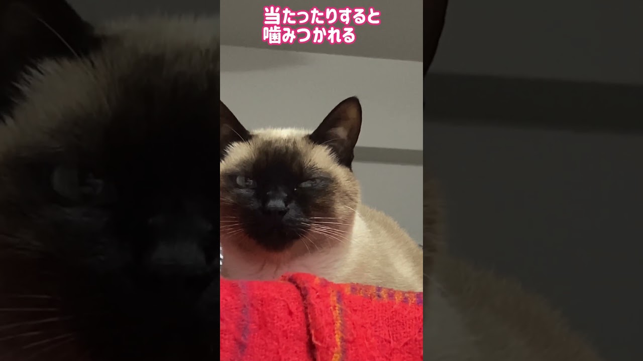 シャム猫ムーン🌙チャンネル ・いつものムンちゃん④＃しゃむねこ ＃Siamese cat #ショート 13