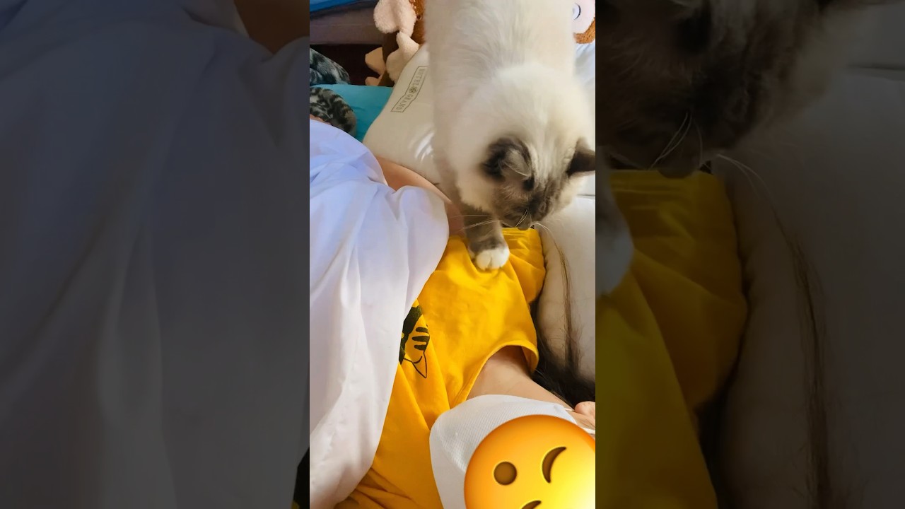 【anela】めざまし猫がこちらです#猫 #ラグドール #cute #shorts