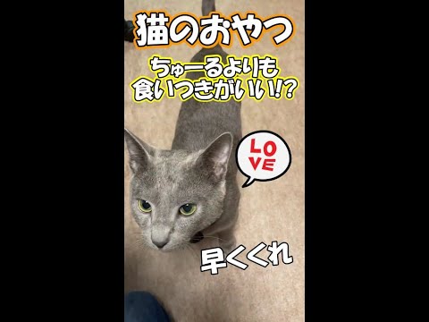 ちゅーるよりも食いつきがいい！？猫のおやつを紹介します！ #Shorts