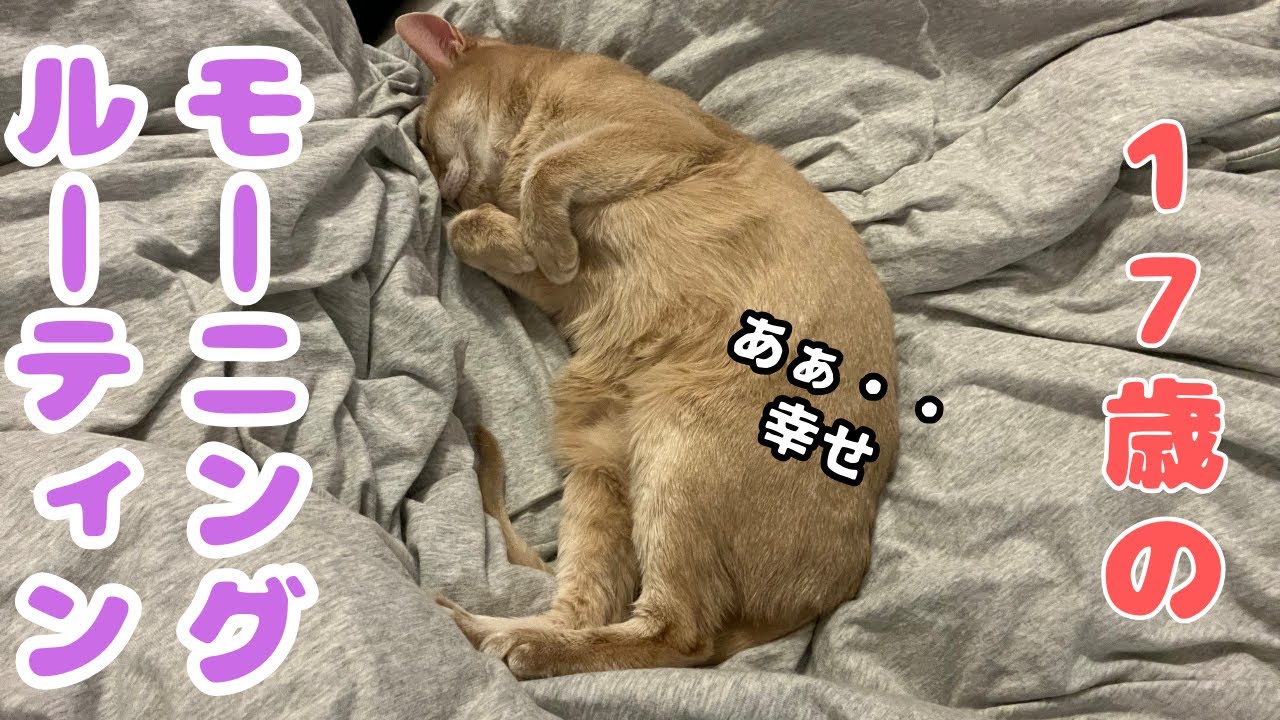 【アビシニアン】17歳、シニア猫のモーニングルーティン。