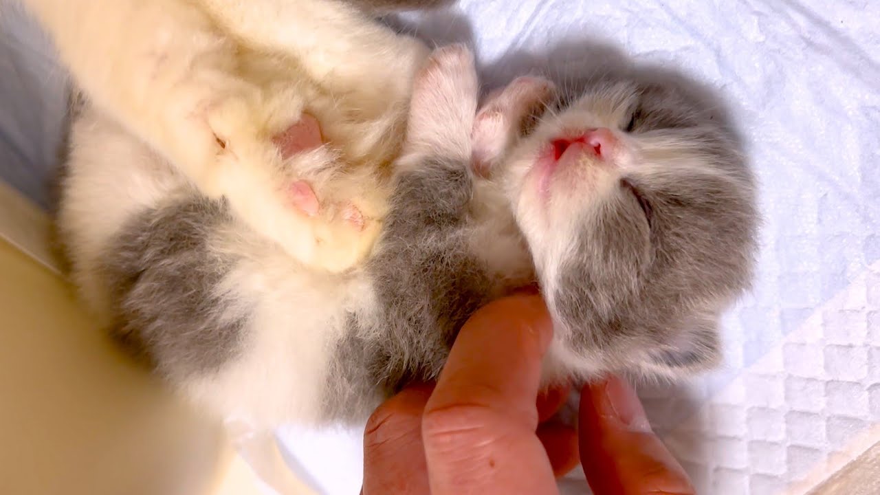 【マンチカンの子猫】全てがプニプニ♥な子猫の触り心地の件 ～猫のいる生活Vol.965～出産動画 マンチカン短足・ミヌエット・ペルシャ猫専門ブリーダー『ペット蔵人』【子猫の成長記録】