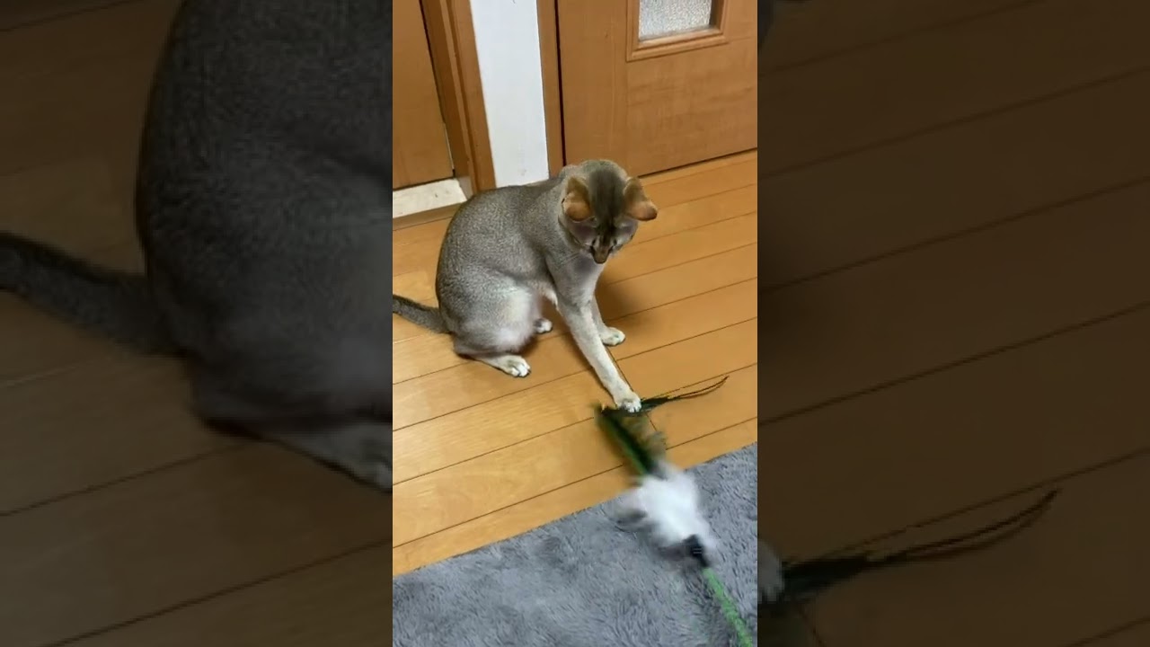 お気に入りの羽で遊ぶシンガプーラ♪