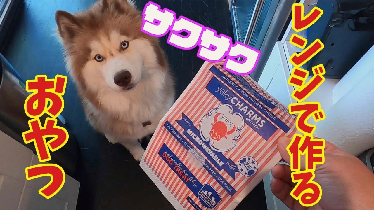 【犬のおやつ】サクッと美味しい😋電子レンジで作るヒマラヤンチーズ！Yaki charms シベリアンハスキー Siberian Husky