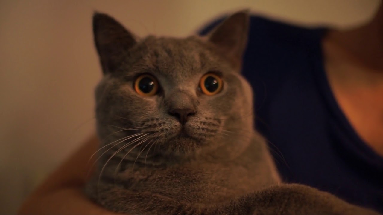 抱っこネコなんだなぁ【ブリティッシュショートヘア - ディルちゃんねる】