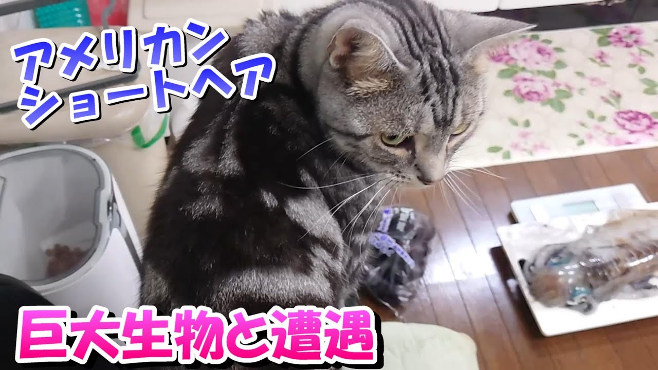 ソラさん巨大生物と遭遇　春アオリ（アメリカンショートヘア）