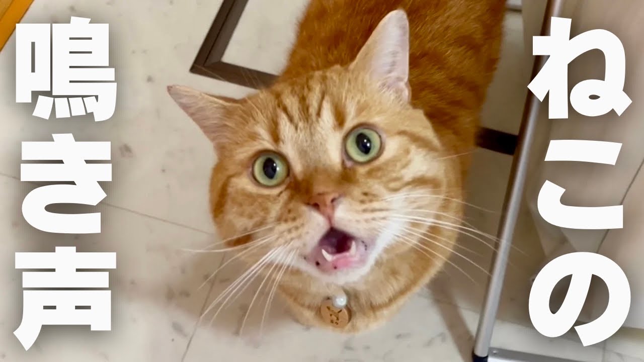 ねこもふ生活的空耳アワー！ #猫の鳴き声 #マンチカン