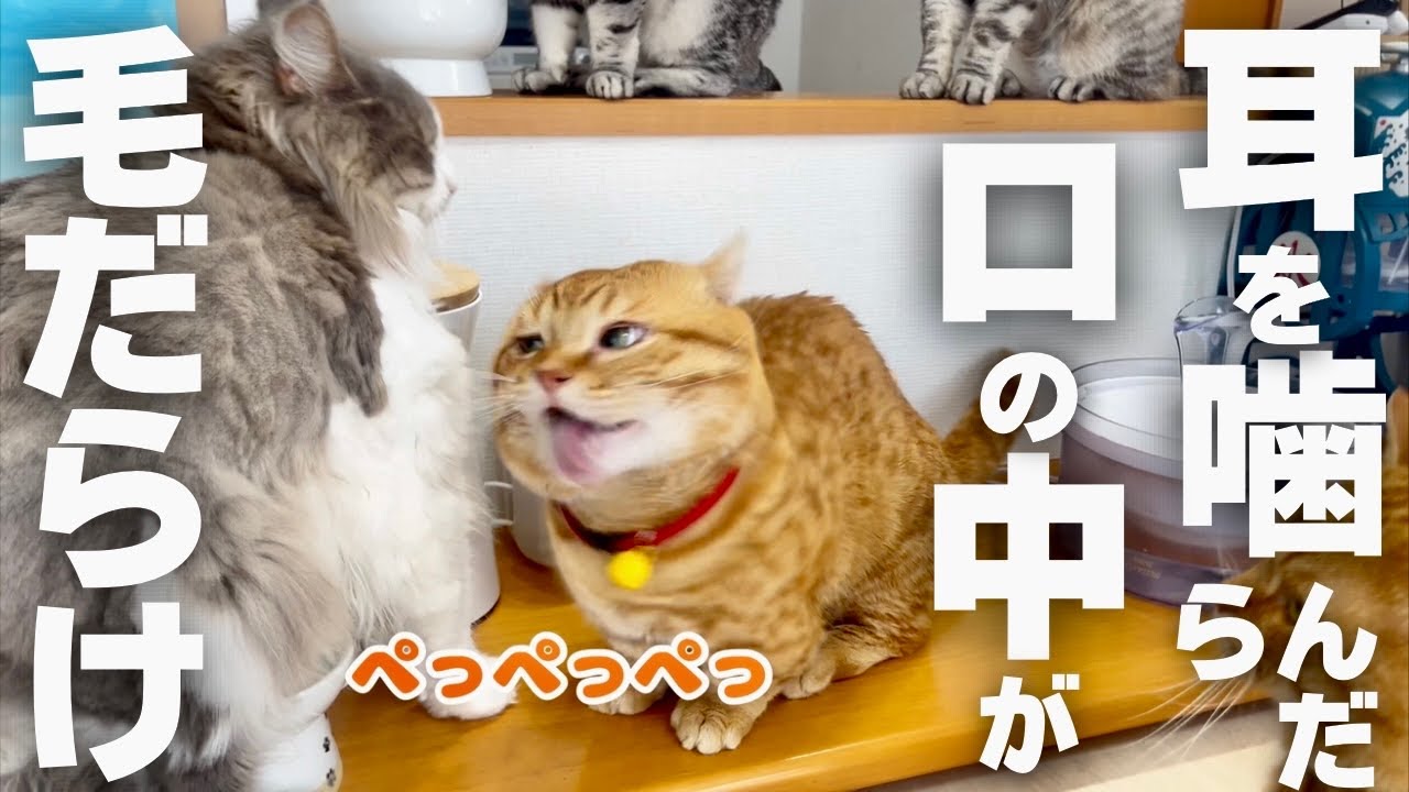 ちーちゃんにちょっかいを出すと口の中に毛が入る！ #猫 #マンチカン