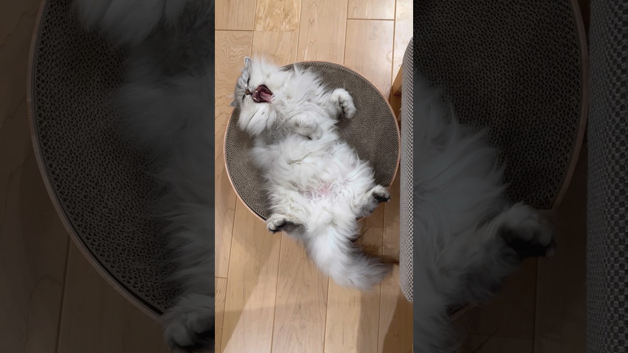 もふもふ猫兄妹のあくび比べ 【サイベリアン】 #Shorts
