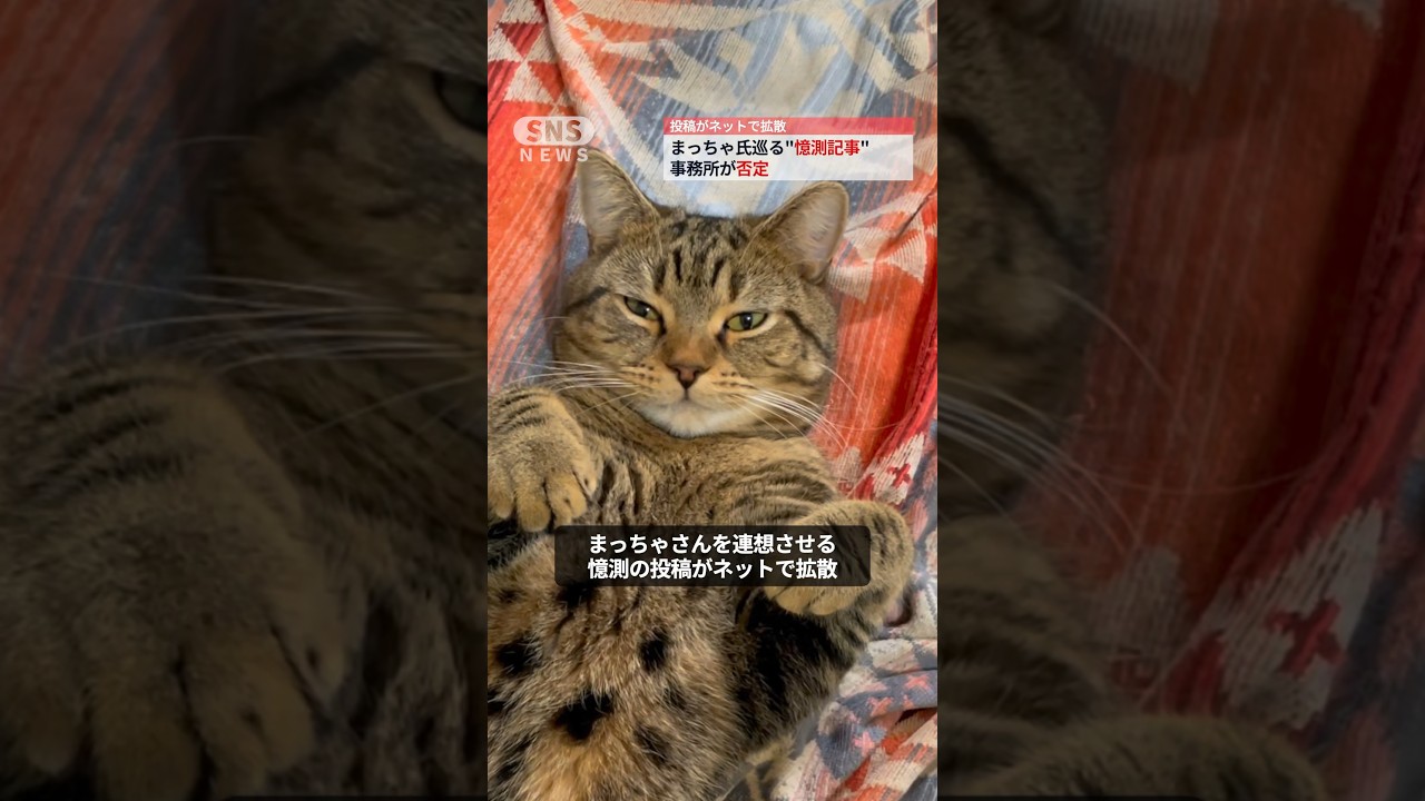 SNSで噂になっている内容を完全否定 #猫