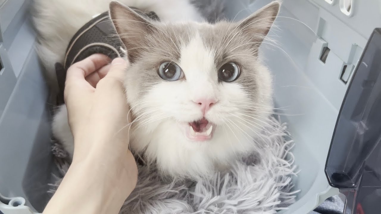 【緊急】ラグドール猫が大量に嘔吐・血尿をしたので病院に連れて行きました。