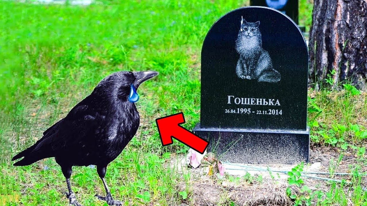 カラスと親友になった子猫。不治の病で亡くなった後、鴉は信じられない行動に出た！！