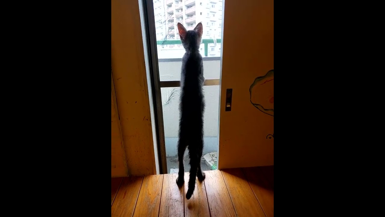 晴れた日の朝、外を眺めるラパーマのポポちゃんの立ち姿が美しいと思った。