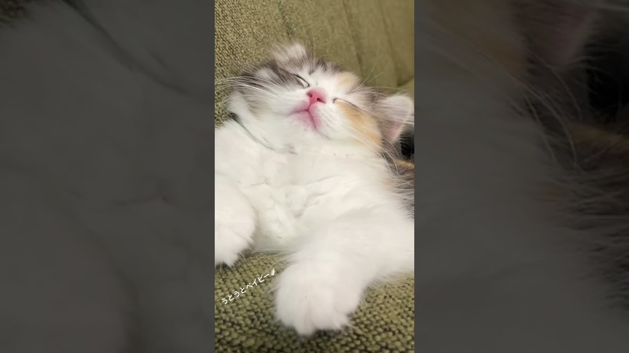 うとうとベイビーちゃん🐱 #cat #猫 #子猫 #猫のいる暮らし #スコティッシュフォールド #cutecat #癒し