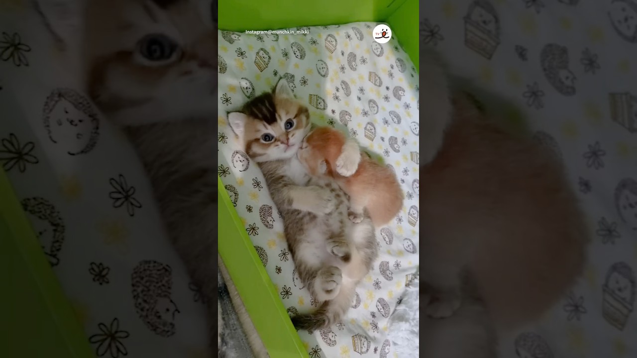 子猫をお世話する子猫💕｜PECO #マンチカン #子猫 #愛猫家 #子猫のいる生活 #munchkin #kitten #catlover #kittenlife