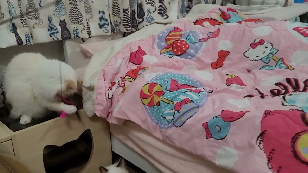 可愛いバーマン達🎵