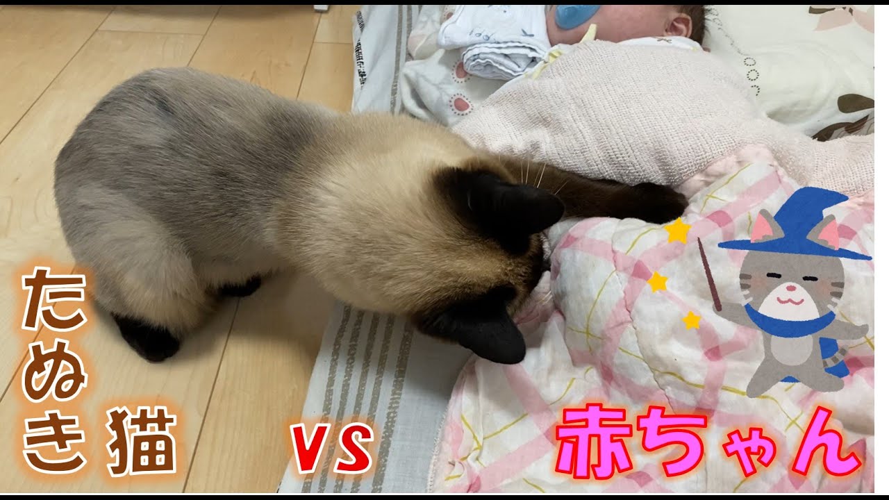 赤ちゃんにたたかいを挑むシャム猫のふくさん【たぬき猫】