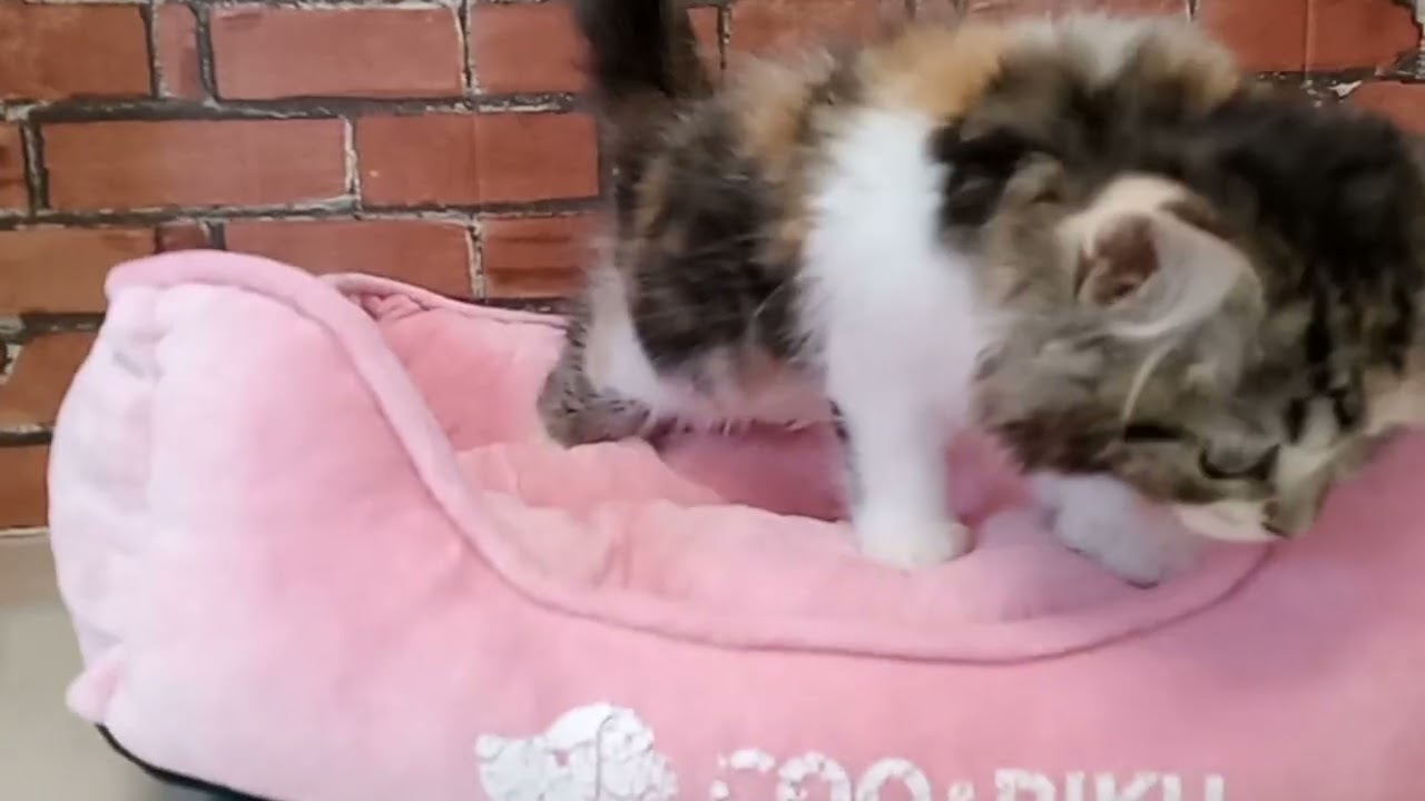 674984 スコティッシュフォールド