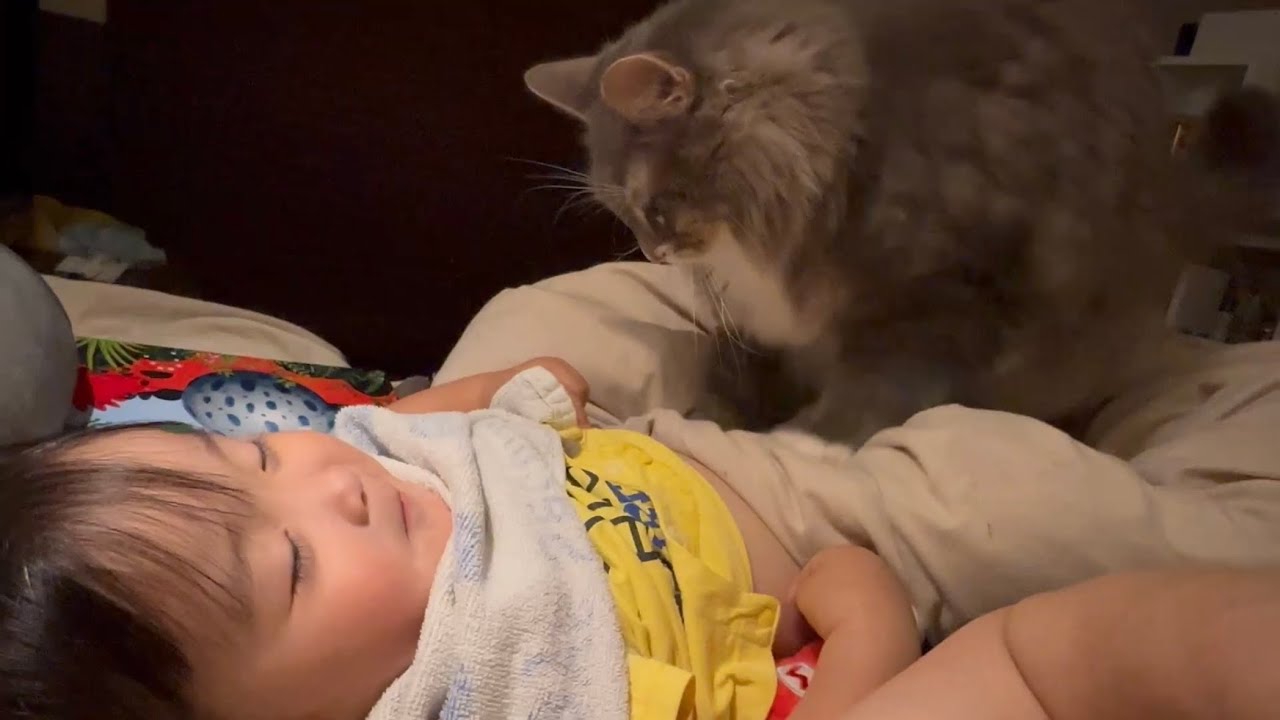 甘えたい気持ちが止まらない猫　ラガマフィン　ノルウェージャンフォレストキャットA cat that can't stop wanting to be pampered.