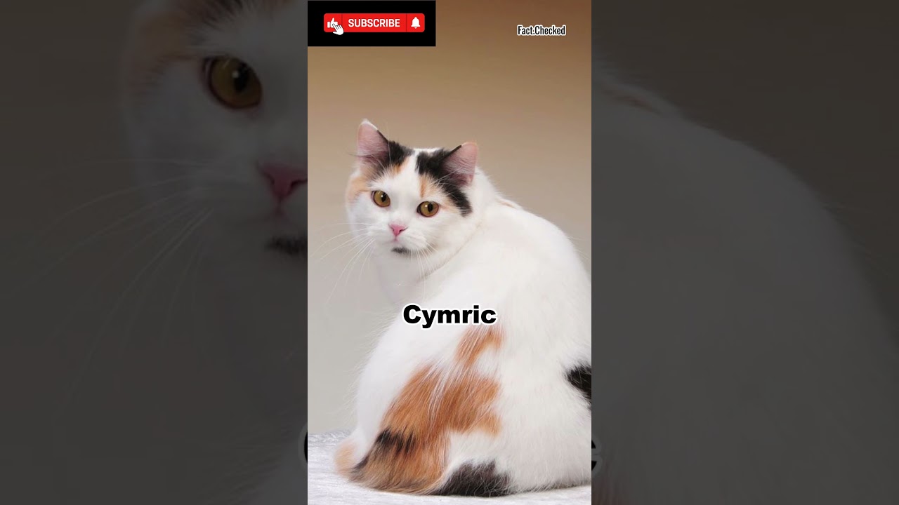 Cat Breeds (part 1) #facts  #cat  #cats  #cats  #catlovers  #catshorts  #catbreed  #catbreeds