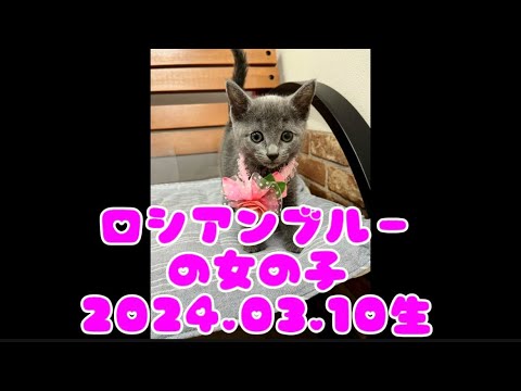 ペットプラザ広島祇園店　ロシアンブルー　2403096