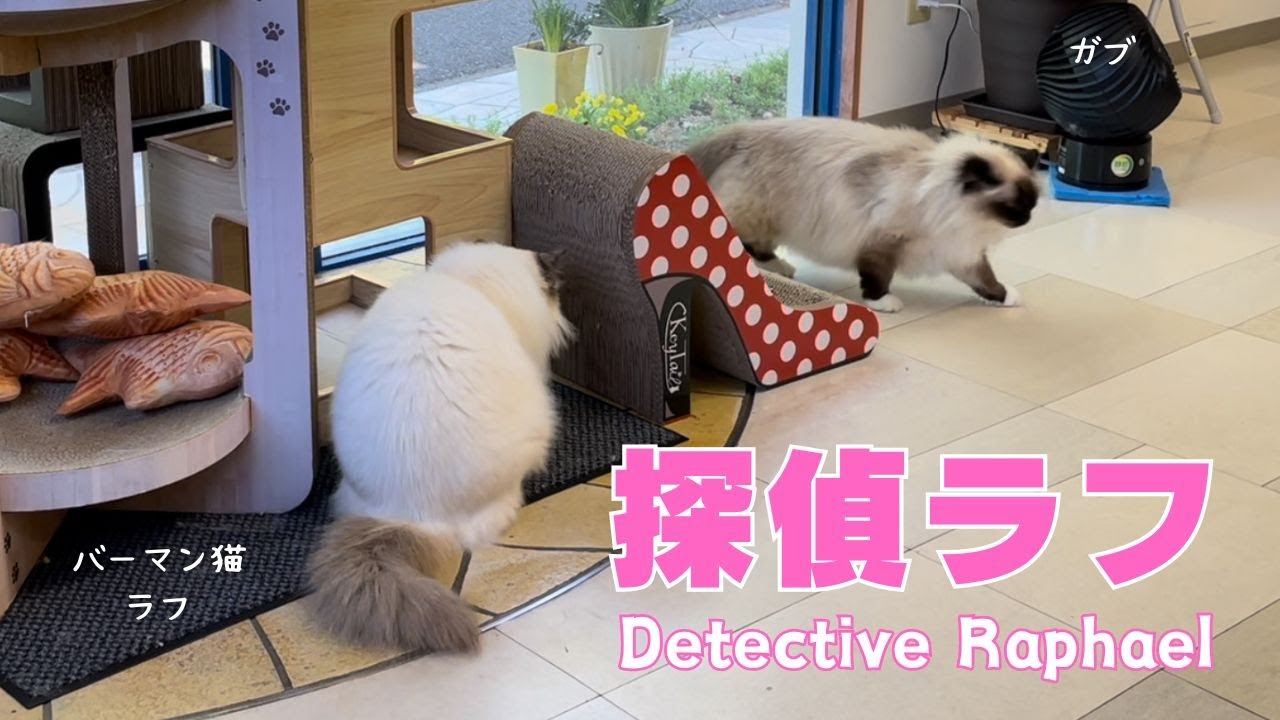 バーマン猫ラフとガブ【探偵ラフ】Detective Raphael（バーマン猫）Birman/Cat