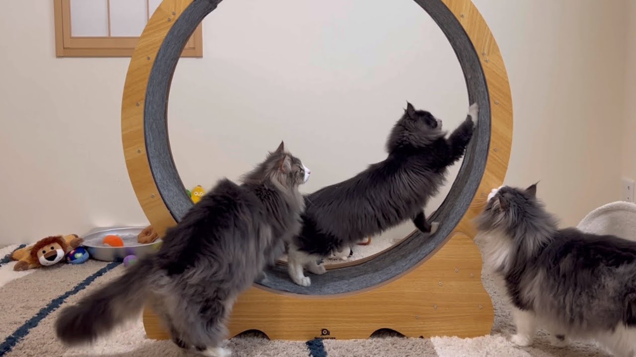 【キャットホイール】弟ターキッシュアンゴラにやり方を教えてあげようとする、熱心な兄ノルウェージャンフォレストキャットwww