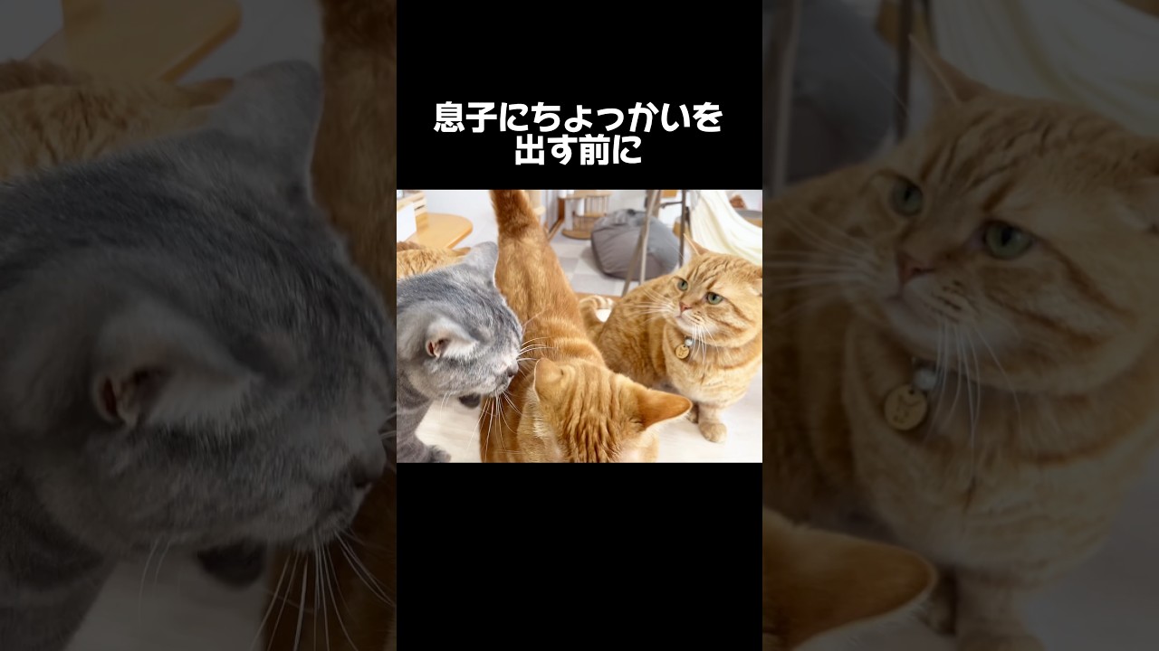 息子にちょっかいを出す前に... #猫 #マンチカン #shorts