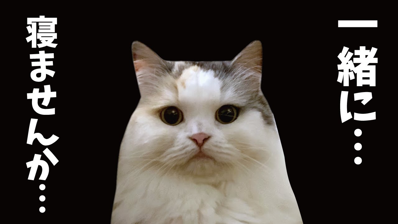 【奇跡】あの全く人に懐かない猫がついにこうなりました…！【関西弁でしゃべる猫】【猫アテレコ】