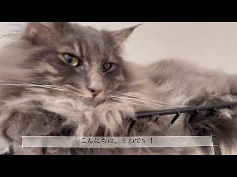【猫】我が家の必需品紹介【ノルウェージャンフォレストキャット】