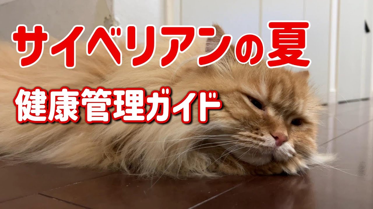 【猫の健康】夏に向けたサイベリアンの快適な過ごし方とケア方法