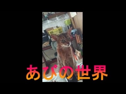 ネコ動画あび＃3651　あびの毎日　アビシニアン　あび