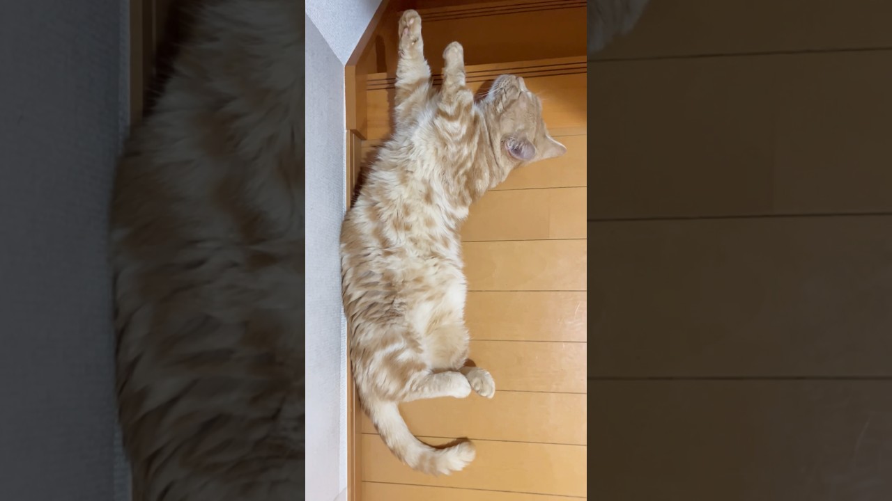 大型新人現る！ #被害者役の猫 #マンチカン #shorts