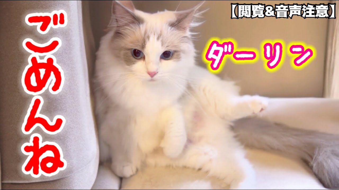 【猫の交尾は雌次第⁉︎】ツンデレ母猫ラグドールがまた発情‼︎ まさかこんな結末になるとは... #猫 #猫の発情期 #ラグドール #閲覧注意