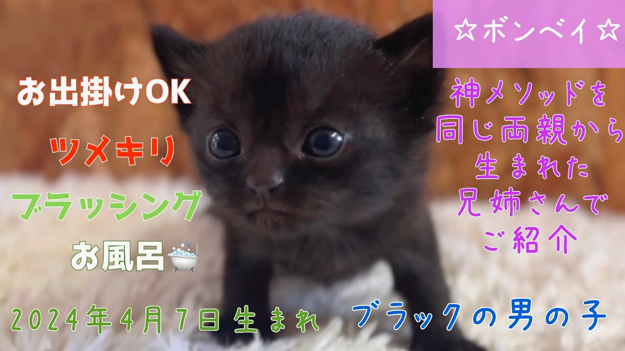 【ナナハチ’s ROOM】ボンベイ☆ブラックの男の子① 20240510
