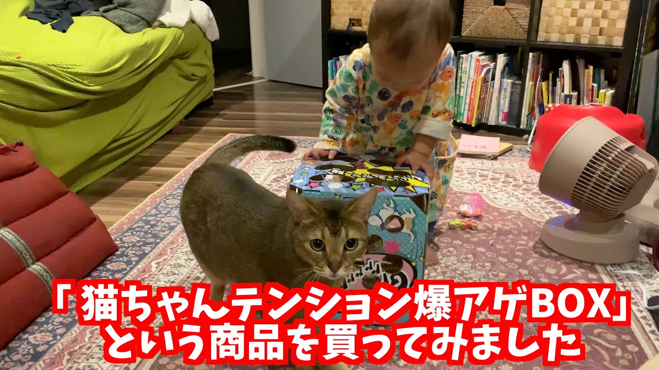 猫ちゃんテンション爆アゲBOXに対するキビの反応