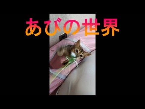ネコ動画あび＃3593　あびの毎日　アビシニアン　あび