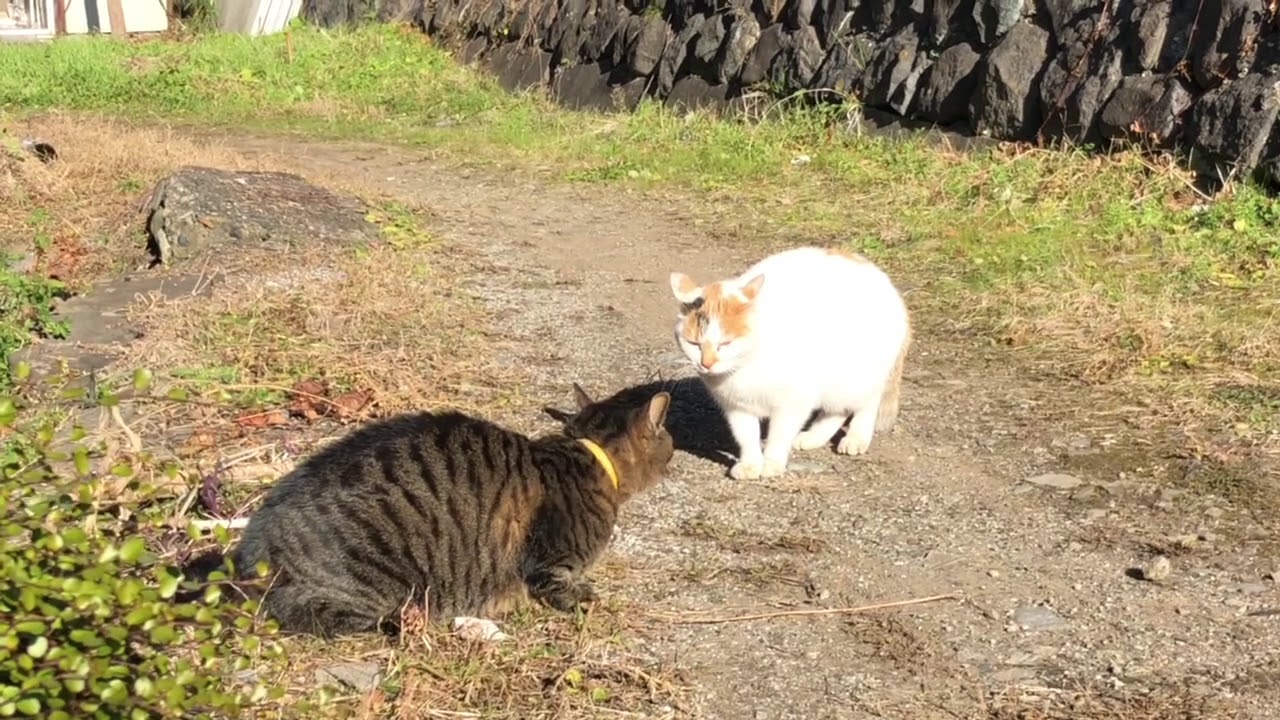 日本の猫3