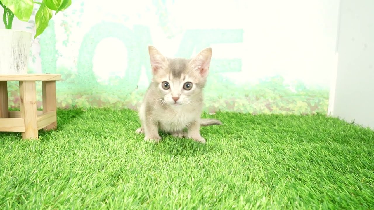 Coo&RIKU　No00678656 アビシニアン