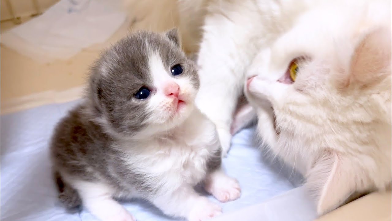 【マンチカンの子猫】開眼してクリクリな瞳のプニるんず達な件 ～猫のいる生活Vol.966～出産動画 マンチカン短足・ミヌエット・ペルシャ猫専門ブリーダー『ペット蔵人』【子猫の成長記録】