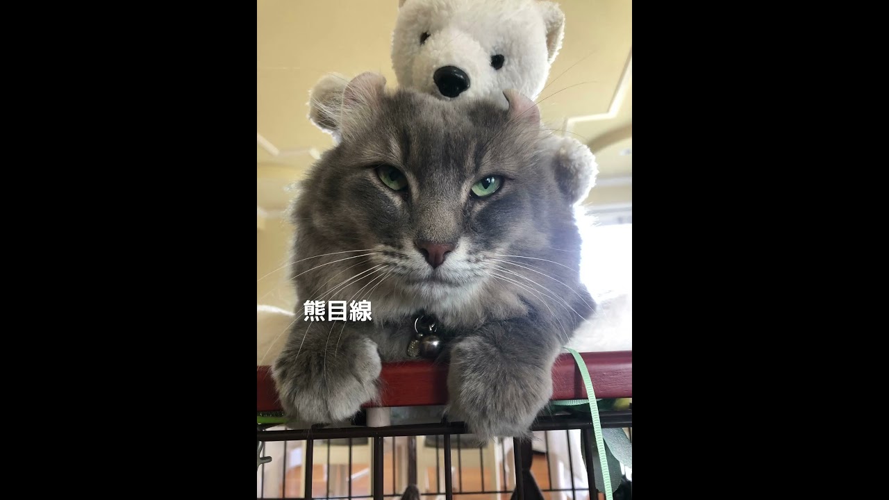 猫動画 #shorts 仲良し #アメリカンカール