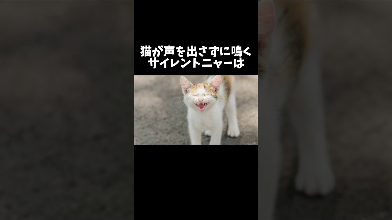 98%の人が絶対に知らない猫に関する雑学・豆知識Part32
