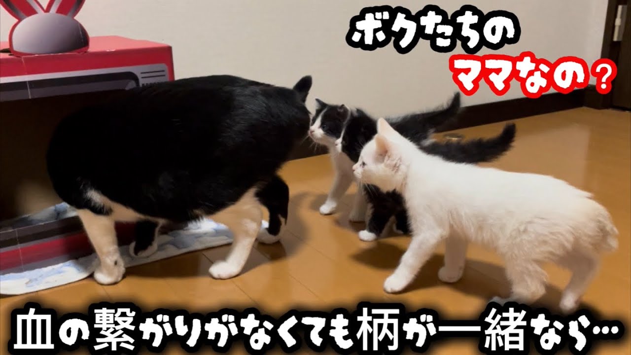 母猫の温もりを知らない子猫を全く関係ない大人猫に預けてみたら…