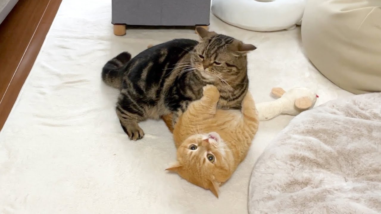 短足兄弟猫のプチバトル集！